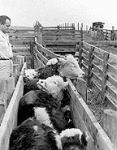 Routine kicking of cows occurs in many slaughterhouses