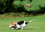 Hare being tossed into the air at Irish coursing fixture