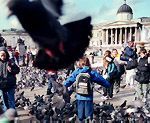 Trafalgar Square pidgeons