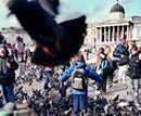 Pigeons front pic