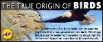 The Myth of Bird Evolution