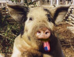 Fascist pig!