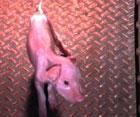 Emaciated piglet