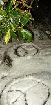 Natural Graffiti: Peace Signs Mysteriously Appear on Seattle Lawns at Pre-Dawn