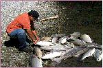 massive fish kill in autumn 2002 (png format)