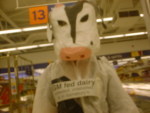 sainsbury's MUST be scared by this cow?!!
