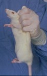 How to hold a rat 2 - "If the tongue turns blue, loosen your grip!"