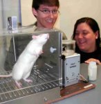 Students enjoying torturing a rat in a "shock box".