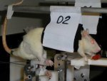 Artificially paralysed rat starved and strapped next to food