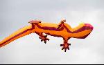 Kites - gecko B.jpg