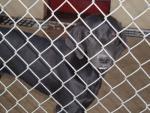 Female labrador in a kill shelter in the USA