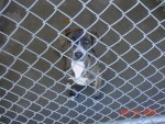 Dog in a shelter hoping someone will rescue him from the kill shelter