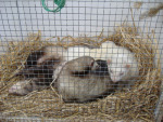 Rescued ferrets on display