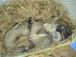 Rescued ferrets on display