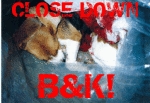 B&K breed animals destined for vivisection labs