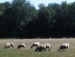 Titnore sheep