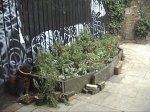 Guerrilla Gardening at Dalston Lane 2