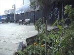 Guerrilla Gardening at Dalston Lane 4