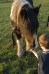 Kids on Marsh Lane Fields enjoy feeding the horses.
