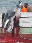 A dead killed whale: