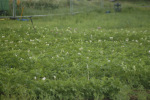 experimental gene modified potatoes already flowering and spreading GM pollen