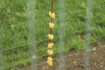 Little electric fence to deter rabbits, nothing more