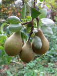 ...and pears