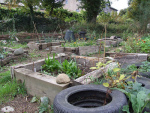 Not strictly permaculture, but some people like to grow veggies too