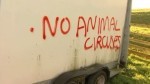 TIRESLASHING AT CIRCUS HOST, images from BBC