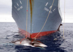 Japan's quota is to kill up to 1000 whales this winter