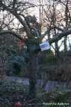 Ribbons put on trees by concerned park users
