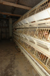 ALF LIBERATE 130 HENS IN WEEK OF ACTION (New Zealand)