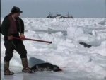 The Canadian Seal Hunt Is Condemned Around The World As Brutal And Unnecessary