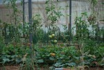 Eco tent Marda permaculture Project