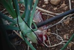 Onions growing in eco tent