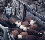 Cows in slaughterhouses are forklifted into walls