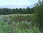 The 300 year old natural pond hosting protected Newts
