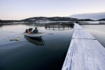 TENS OF THOUSANDS OF SALMON RELEASED (Sweden)