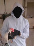 CHICKENS RESCUED FROM TRUCK AT SLAUGHTERHOUSE (Spain)