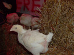 10 TURKEYS RESCUED (Netherlands)