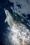 Bottlenose dolphins (Tursiops truncatus) on the bow of the M/V Steve Irwin