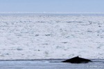 A minke whale surfaces at the edge of the sea ice in Antarctica