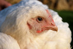 CHICKENS RESCUED FROM SLAUGHTERHOUSE (Spain)