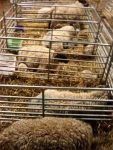 LAMBS LIBERATED, BIRD FREED (UK)