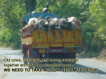 Stop cruel animal transportation in India...
