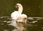 Rescued swan happy back with its partner