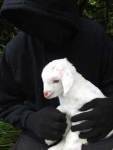 LAMB AND GOAT RESCUED FROM SLAUGHTERHOUSE (New Zealand)