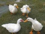 FOUR DUCKS, TWO HENS RESCUED, IN MEMORY OF BARRY HORNE (Mexico)