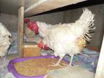 HENS LIBERATED FROM BATTERY CAGE (Israel)