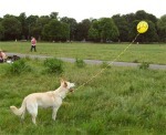 A variation of the 'Dog on a string' theme...